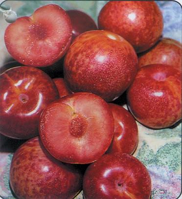 DAPPLE DANDY PLUOT