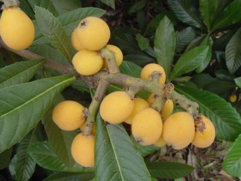 Loquat Eriobotrya japonica