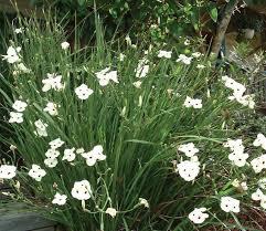 Dietes Bicolor