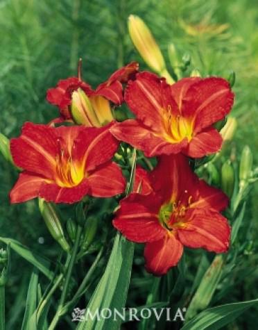 Hemerocallis