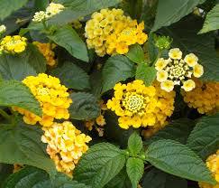 Lantana lemon. yellow