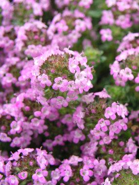 Thymus creeping