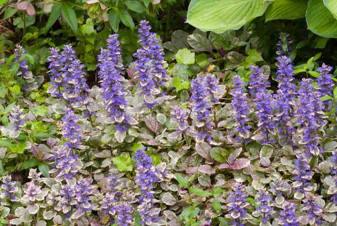 Ajuga Reptans Ground Covers Plant