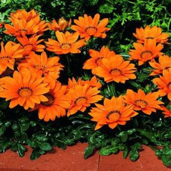Gazania orange Ground Covers plants