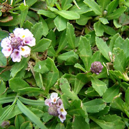 Lippia repens Ground Covers plants