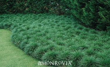 Ophiopogon Jap