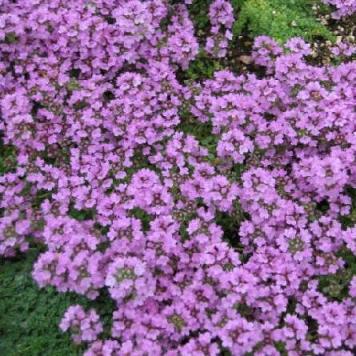 Thymus Serpyllum