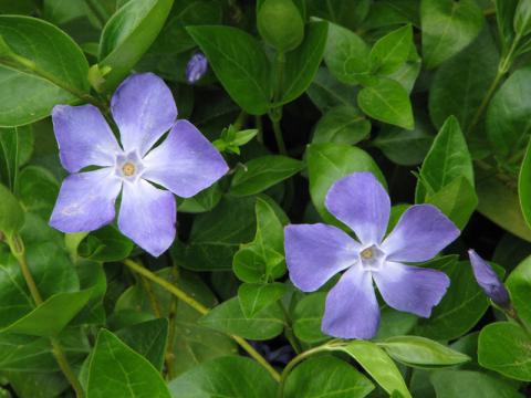 Vinca Major