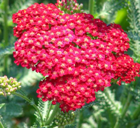 Achillea