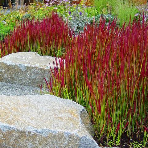 Imperata Red Baron