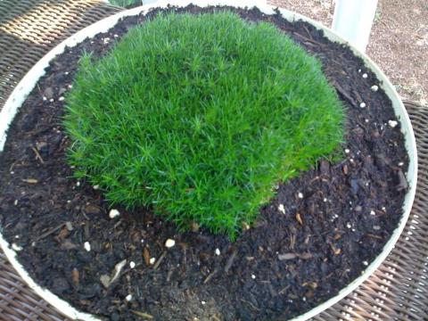 Irish Moss