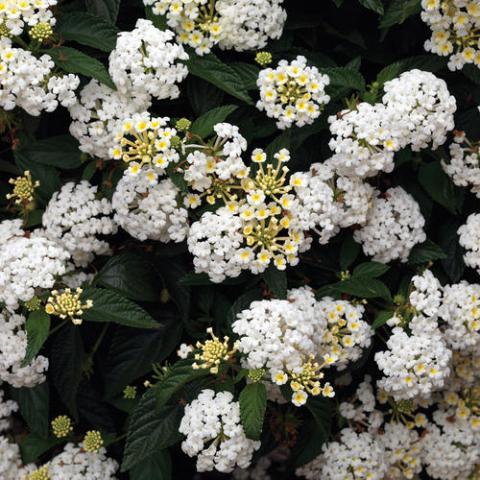Lantana White