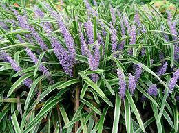 Liriope Muscari