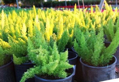 ASPARAGUS densiflorus 'Myers'