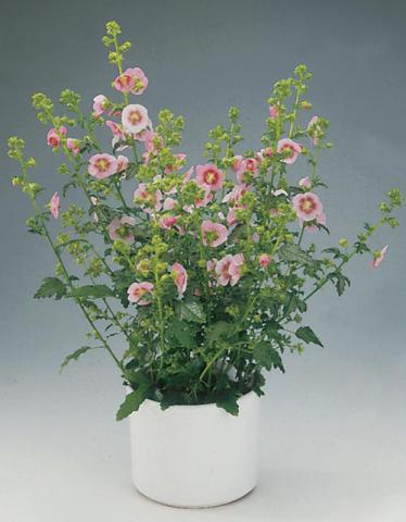 Anisodontea Capensis