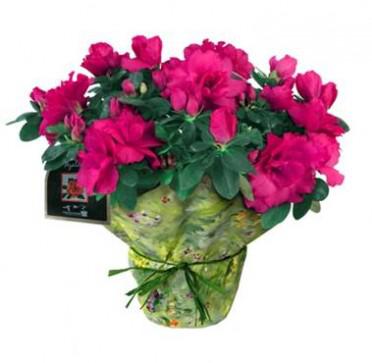 Azalea