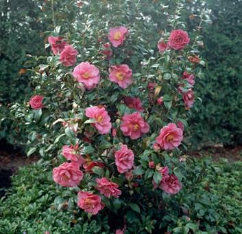 Camellia Japonica