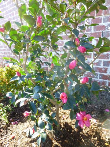 Camellia Sasanqua