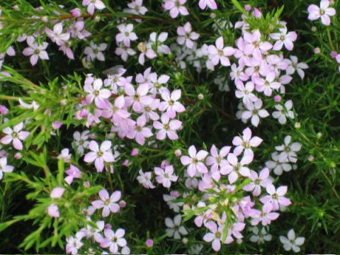 Coleonema Pulchrum