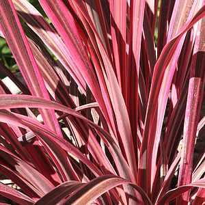Cordyline electric pink
