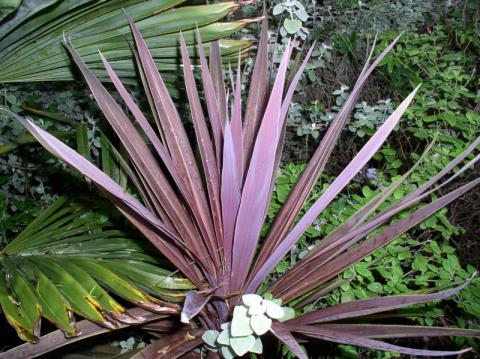 Cordyline purpurea Antioch