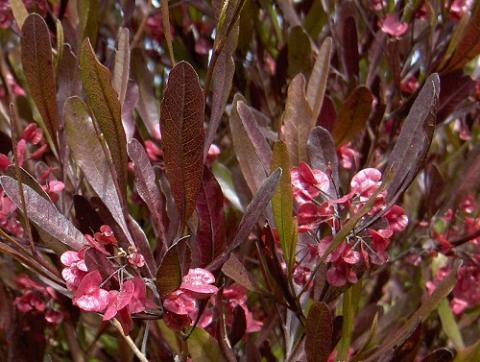 Dodonaea vis. Purpurea Discovery Bay