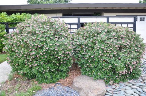 Escallonia fradesii