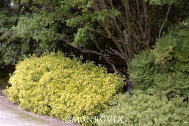 Euonymus j. aureo-marginata