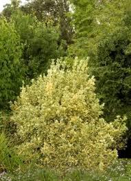 Euonymus j. silver king