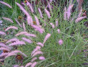 Fountain  Grass