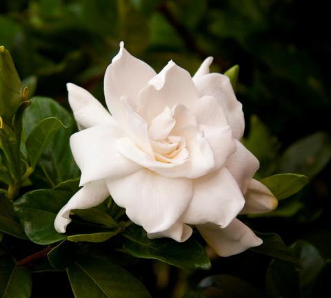 Gardenia jasminoides 'August Beauty'