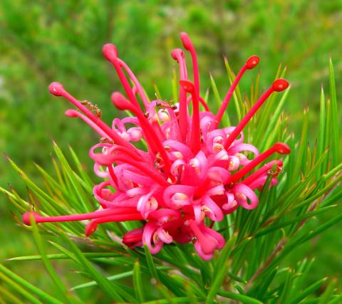 Grevillea