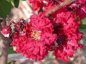 Lagerstroemia indica