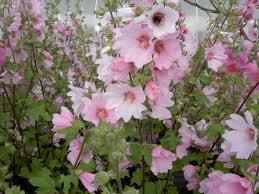 Lavatera ‘Barnsley’