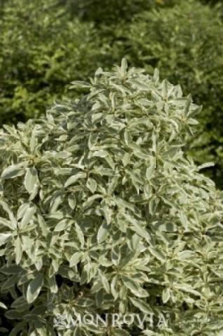 Lemonwood 'Platinum'