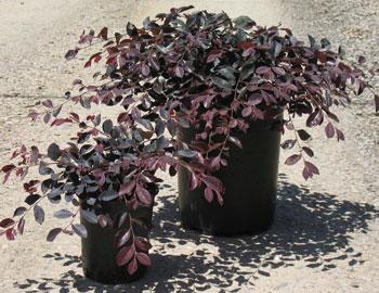 Loropetalum