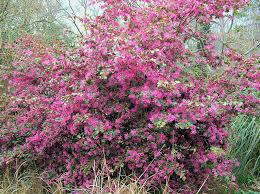 Loropetalum chinense f. rubrum 'Ruby'