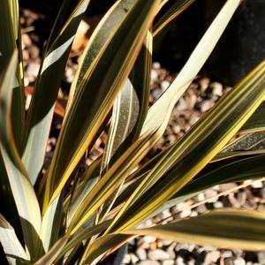 Phormium 'Alison Blackman'