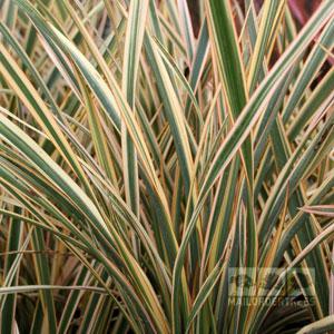 Phormium 'Golden Ray'