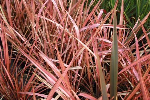 Phormium 'Pink Panther'
