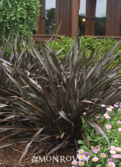 Phormium 'Platt's Black'