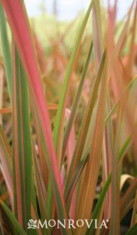 Phormium 'Rainbow Maiden'