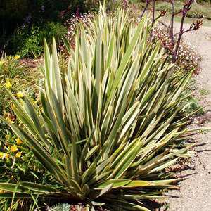 Phormium 'Tony Tiger'