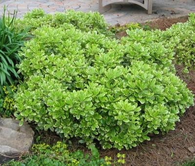 Pittosporum tobira 'Wheeler's Dwarf'