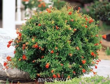 Pomegranate Dwarf