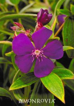 Tibouchina urvilleana 'Athens Blue'