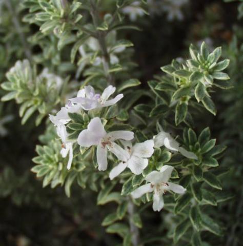White Coastal Rosemary