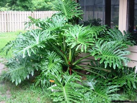 Xanadu Cut-Leaf Philodendron