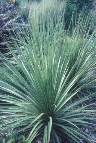 Dasylirion texanum