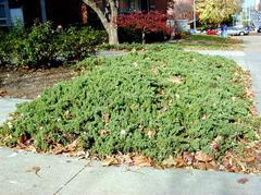 Juniperus procumbens 'Nana'